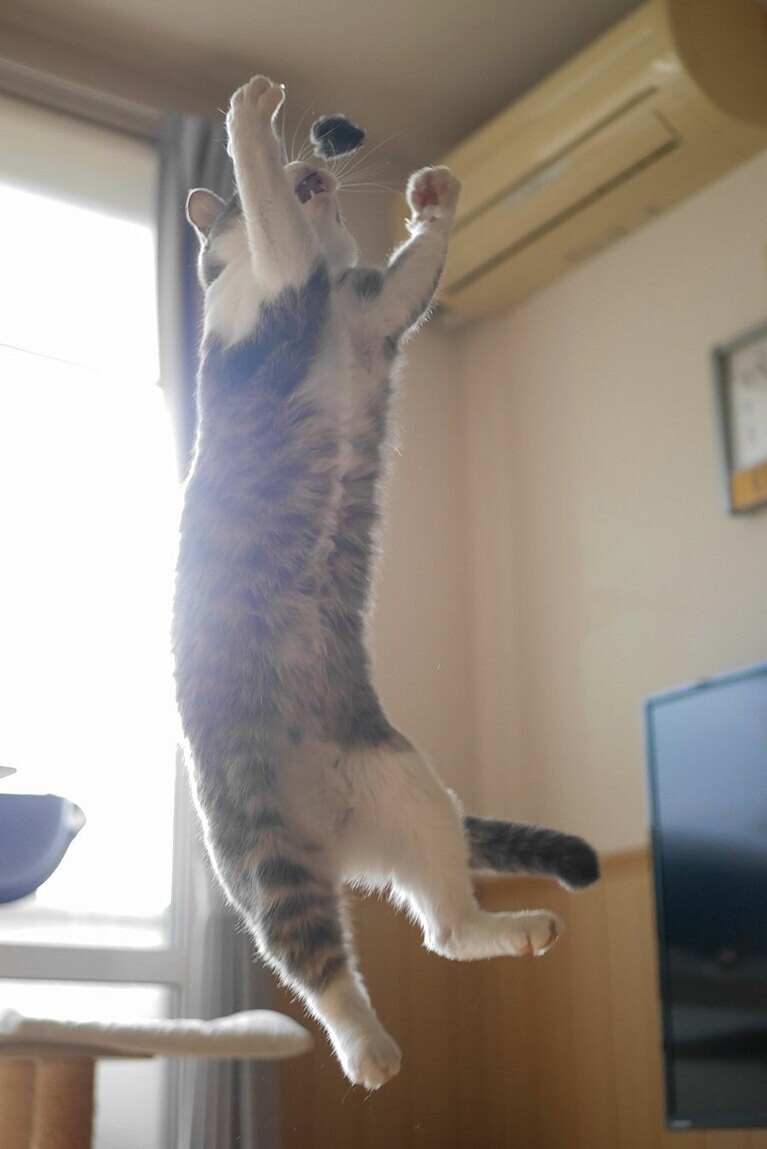 そると ♀ 6歳。おもちゃに狙いを定めてジャンプをしている元気な猫です。私の背丈より高く飛んでいます。遊びも真剣です。