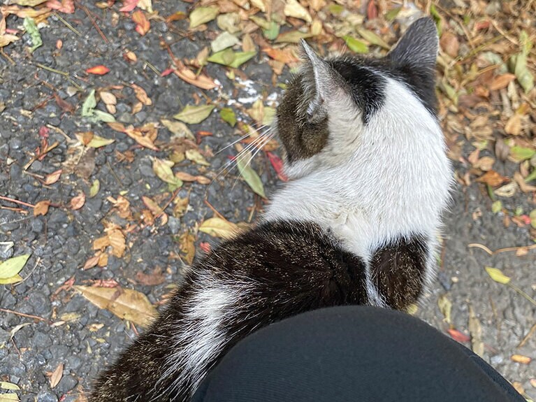 地域猫のグアバさん。