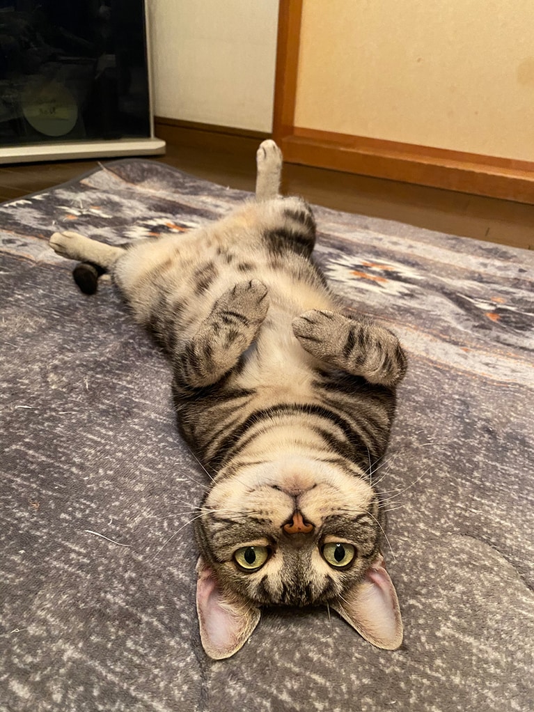 エア ♀ 7歳。「大胆なぱっかーんポーズで笑わせてくれます。空気のように、家族にとってなくてはならない存在でいてほしくて、エアと名付けました。いつも笑わせてくれてありがとう。ゆっくり年を取っていってね」。