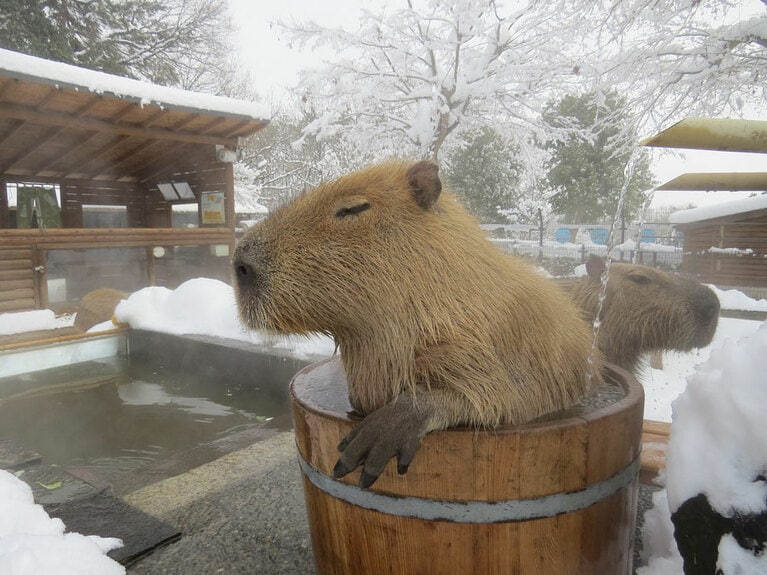 埼玉県こども動物自然公園 カピバラ温泉。