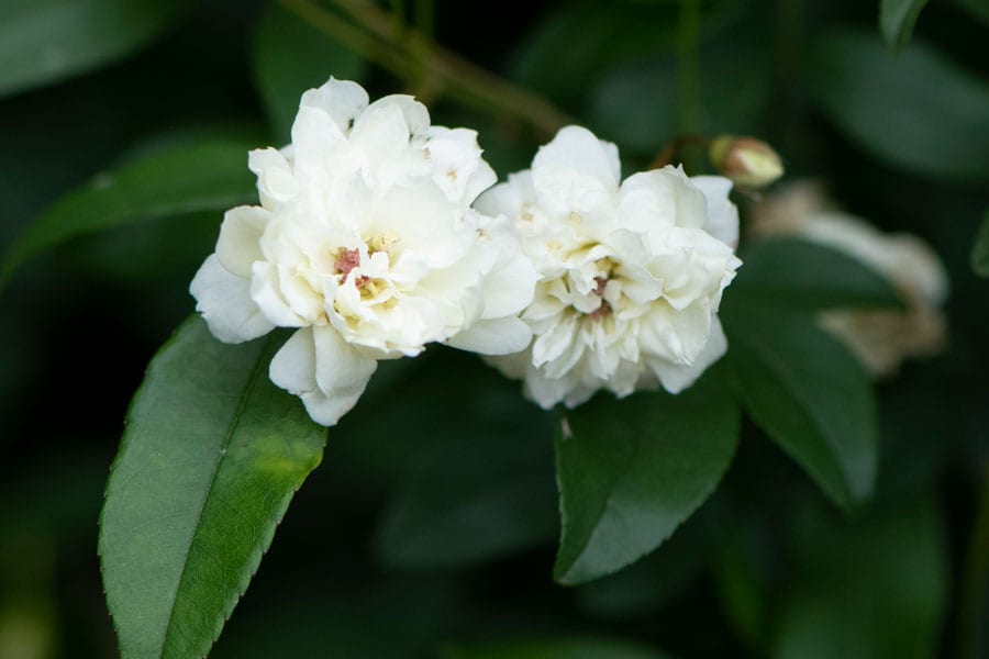 モッコウバラ：中国原産。クリーム色がかった優しい黄色の小花の八重咲き。