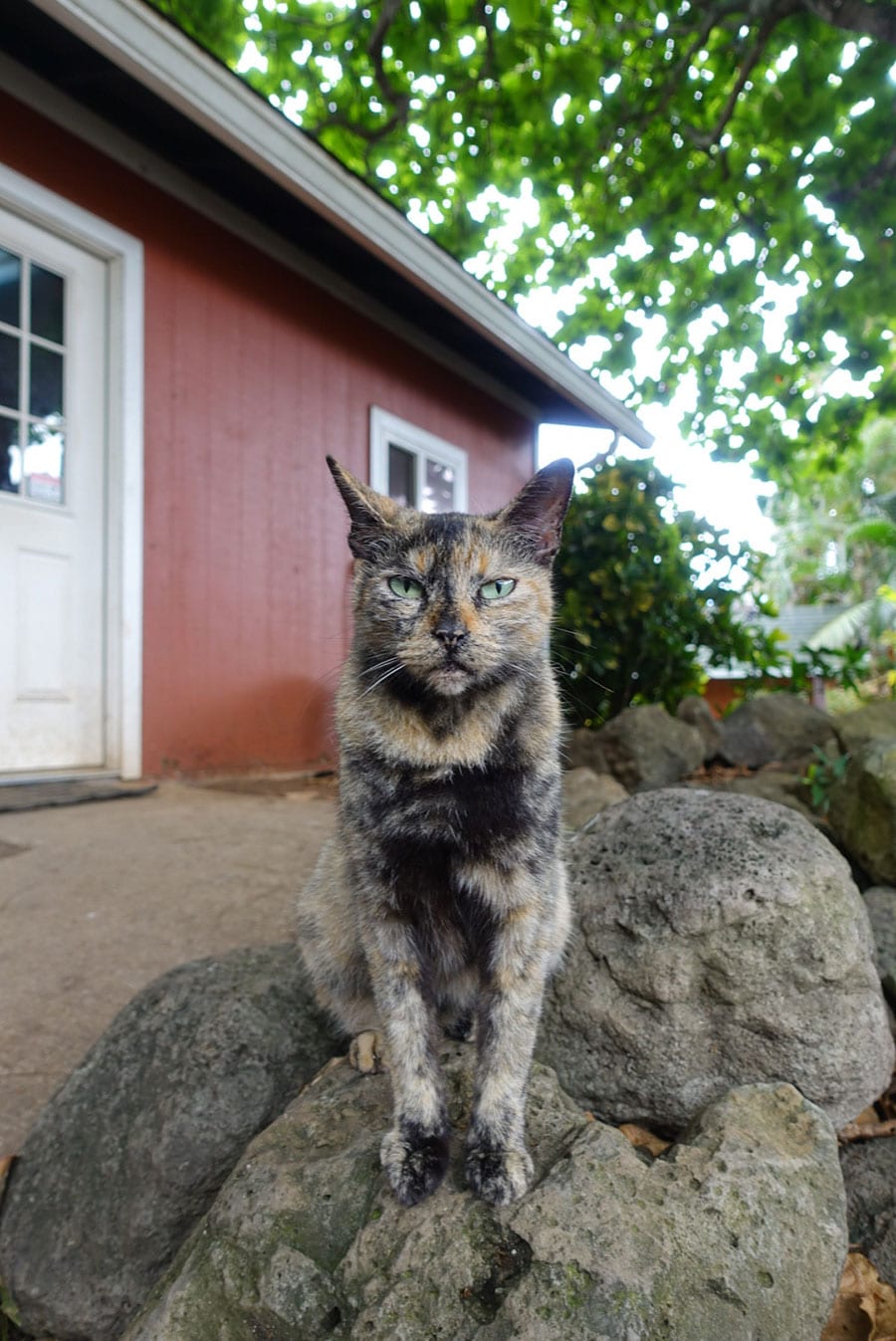 15年間の間で何度も遭遇したハワイ在住の野良猫さん。いつ会っても凛としていて神々しく迎えてくれます（momochibitaさん）。