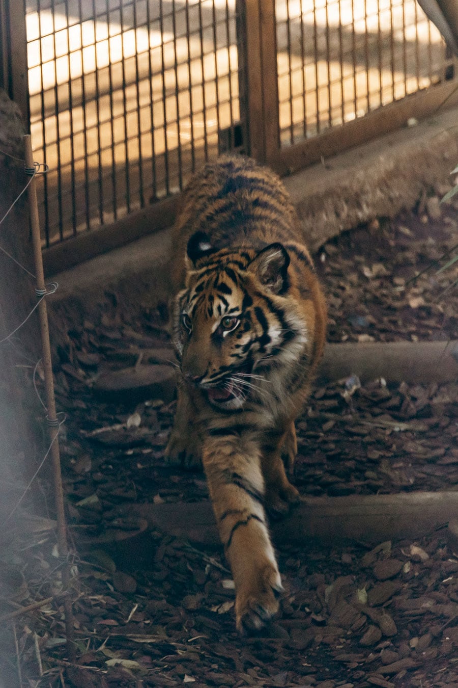 2023年4月に上野動物園で誕生したアサ。