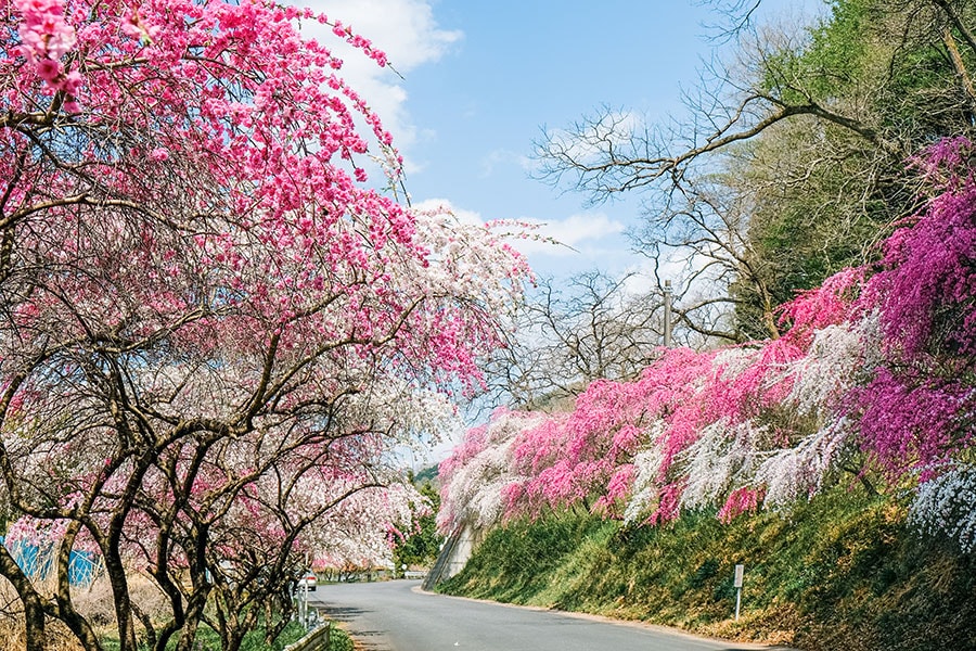 【群馬県】小夜戸・大畑花桃街道。提供：観光ぐんま写真館