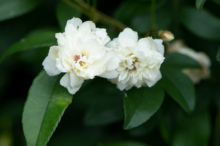 モッコウバラ：中国原産。クリーム色がかった優しい黄色の小花の八重咲き。