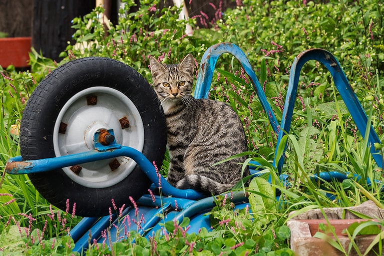 vol.060「『猫車』っていうらしいけど……どうやったら動くのニャ？」