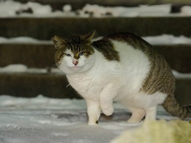 「ニャンだ？　この白いヤツ……肉球がちべたくなるのニャ！」