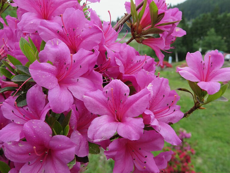 茶臼山公園のつつじ。