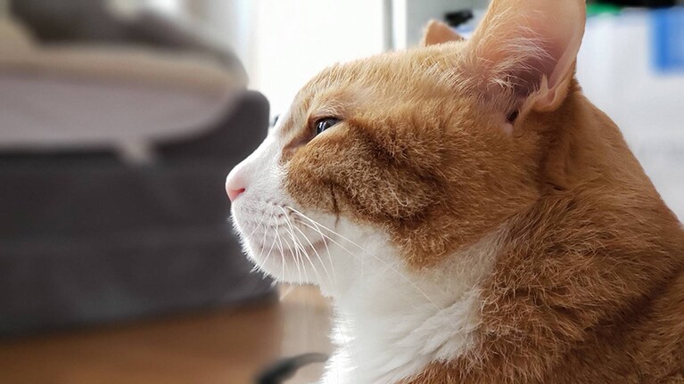 うちの子ベストショット⑤「マリは可愛くて男前だぜ。ホゥ。」