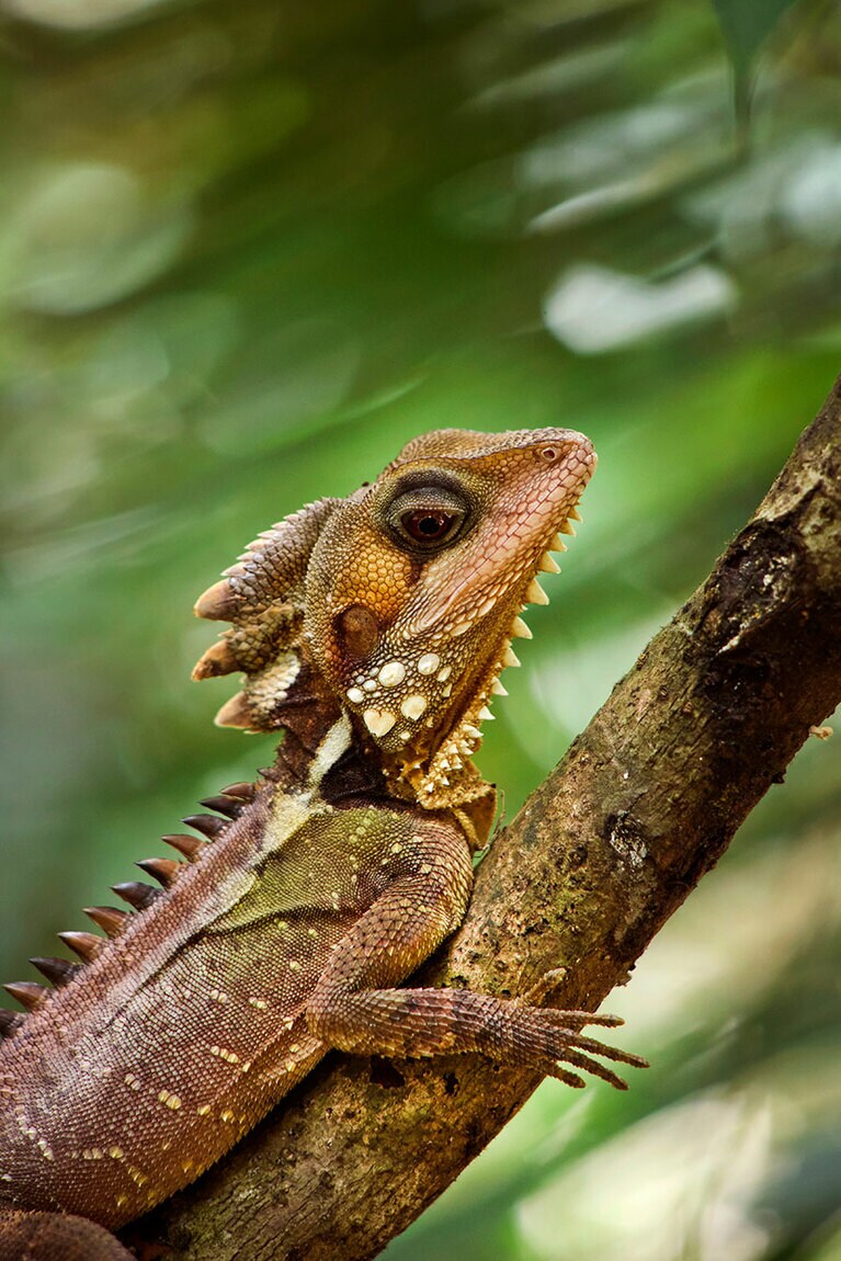もっとも恐竜に近いトカゲの一種、ボイドモリドラゴン。