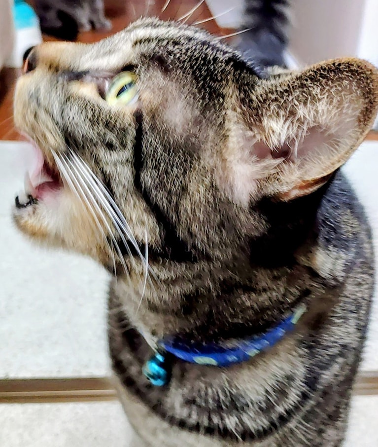 福 ♂ 5歳。「何に驚いたのかは不明。LINEのスタンプ替わりに使ってます」（飼い主さんより）。