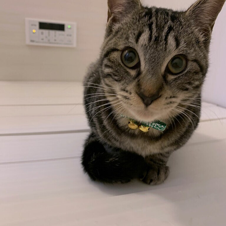 坊ちゃん ♂ 1歳。入浴中が気になって仕方ない（笑）（ヤスさん）