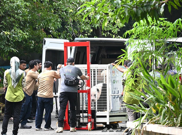 中国へ出発する2023年8月29日（火）の午後、生まれ育ったネガラ動物園のパンダ館から運び出され、車に積まれるイーイー（筆者撮影、以下同）。