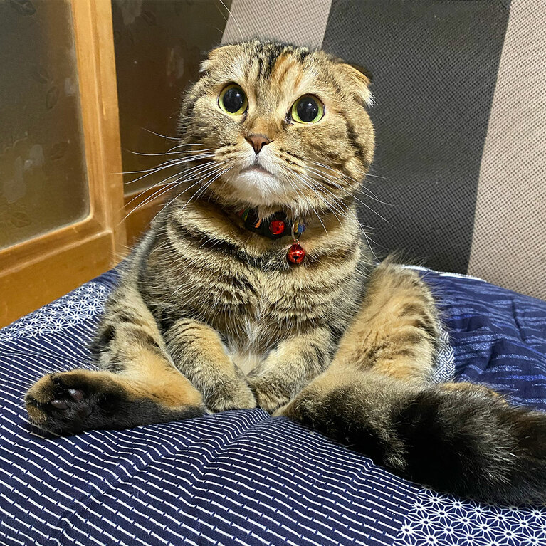 琥珀（こはく） ♀ 7歳。「4匹飼っていて1番小さくて、目がまん丸で、とってもかわいい子なのですが、いつも怒ってばかりで、誰も何もしていないのに怒ってばかりいます」（飼い主さんより）。