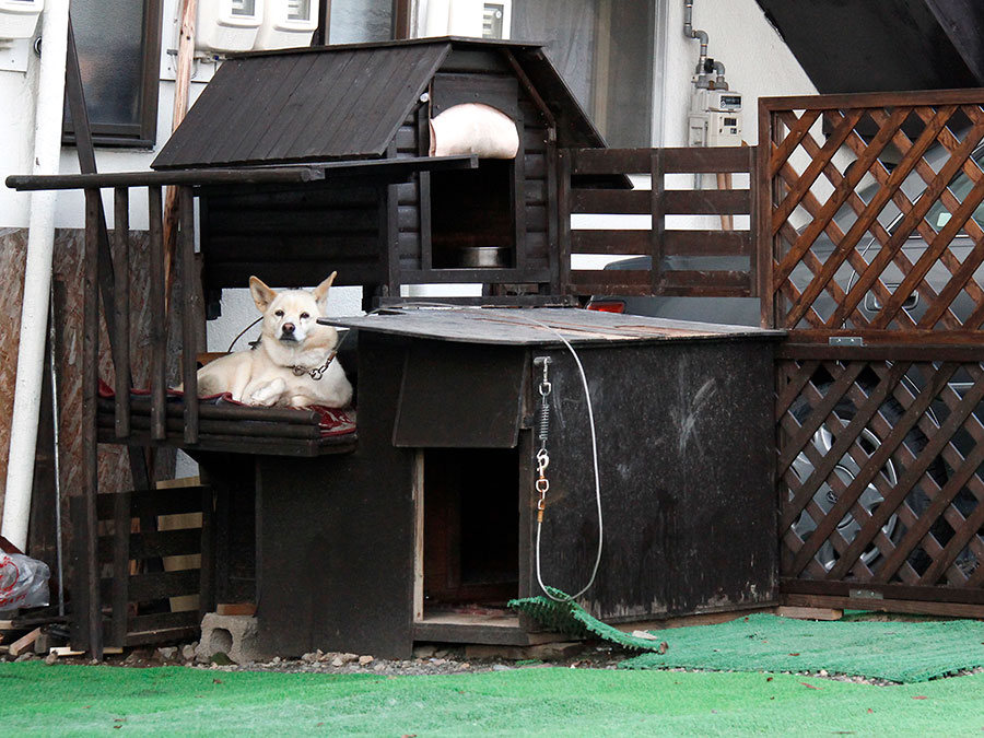 「ボクの家は庭付き2階建ての大邸宅だワン♪」。