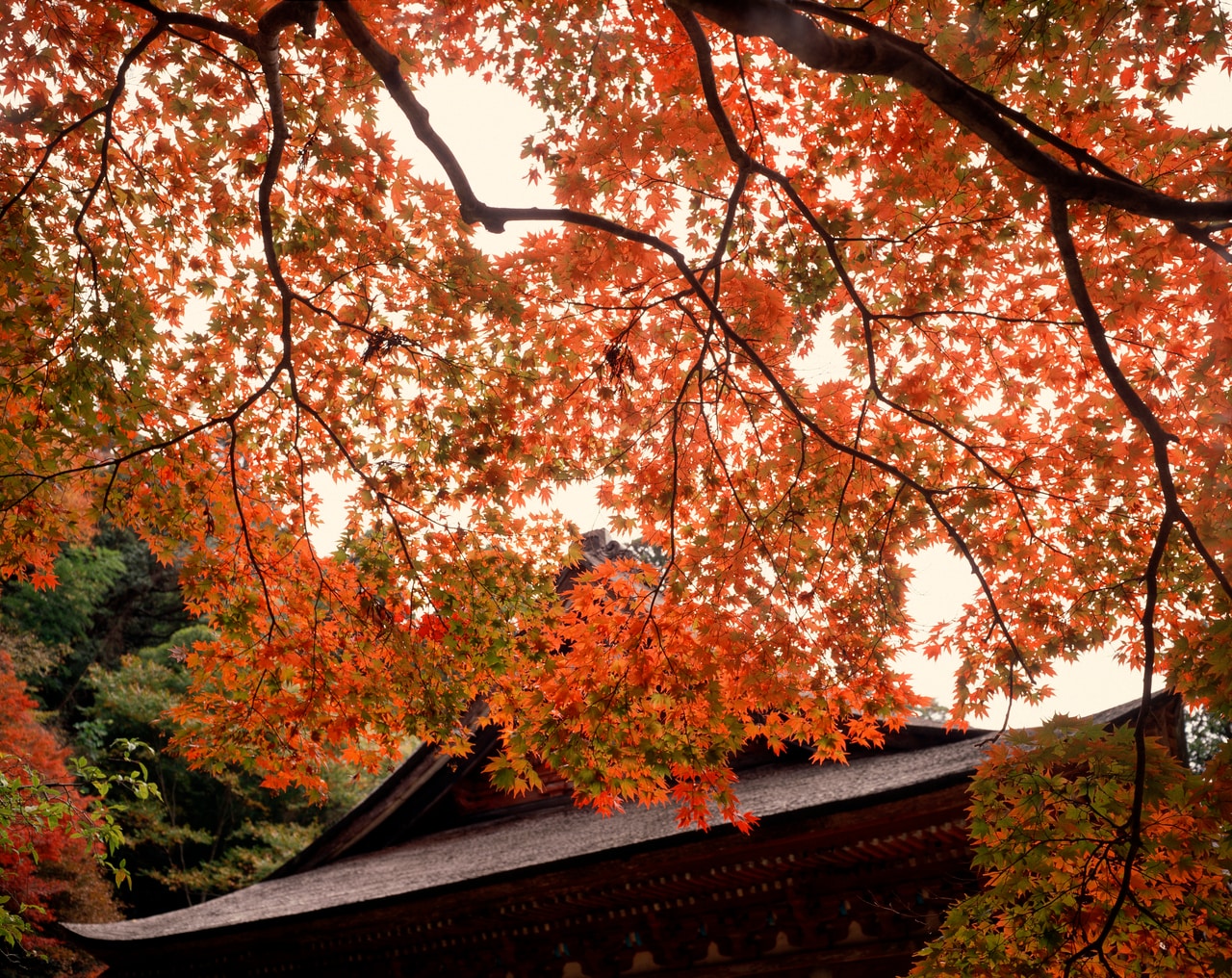 鰐淵寺の紅葉。GYRO_PHOTOGRAPHYイメージマート