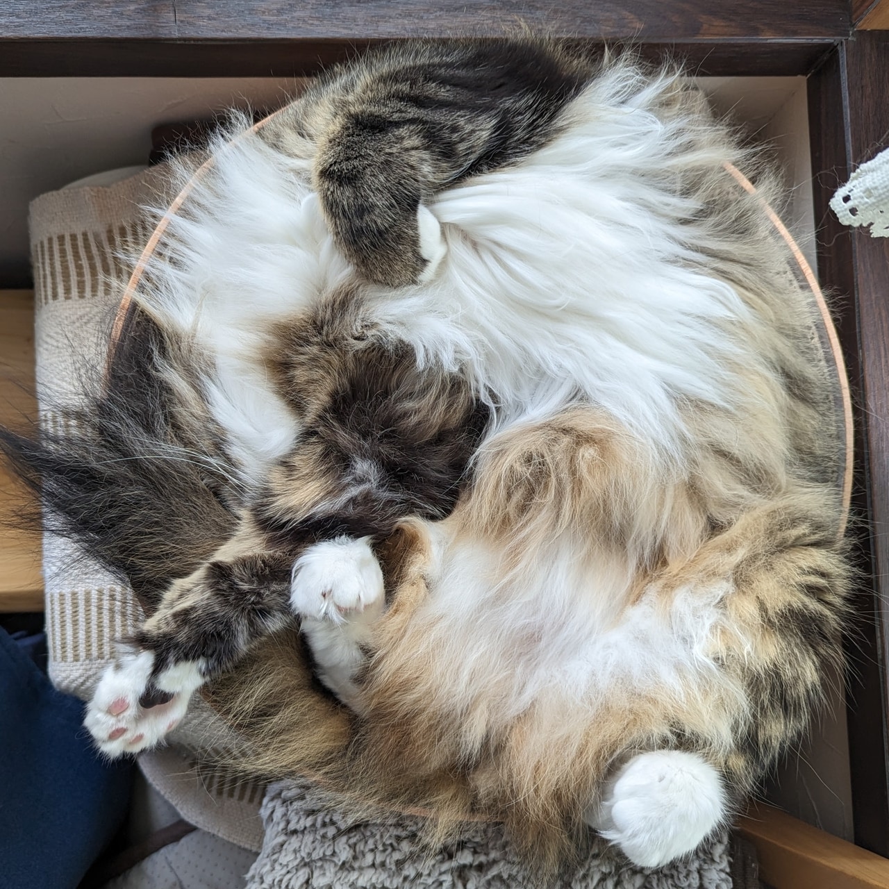 スッポリ部門1位：ルカ ♂ 5歳。