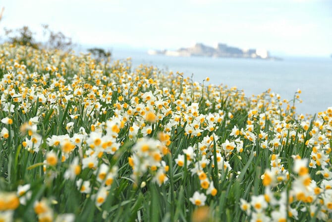 長崎市野母崎地区の水仙。