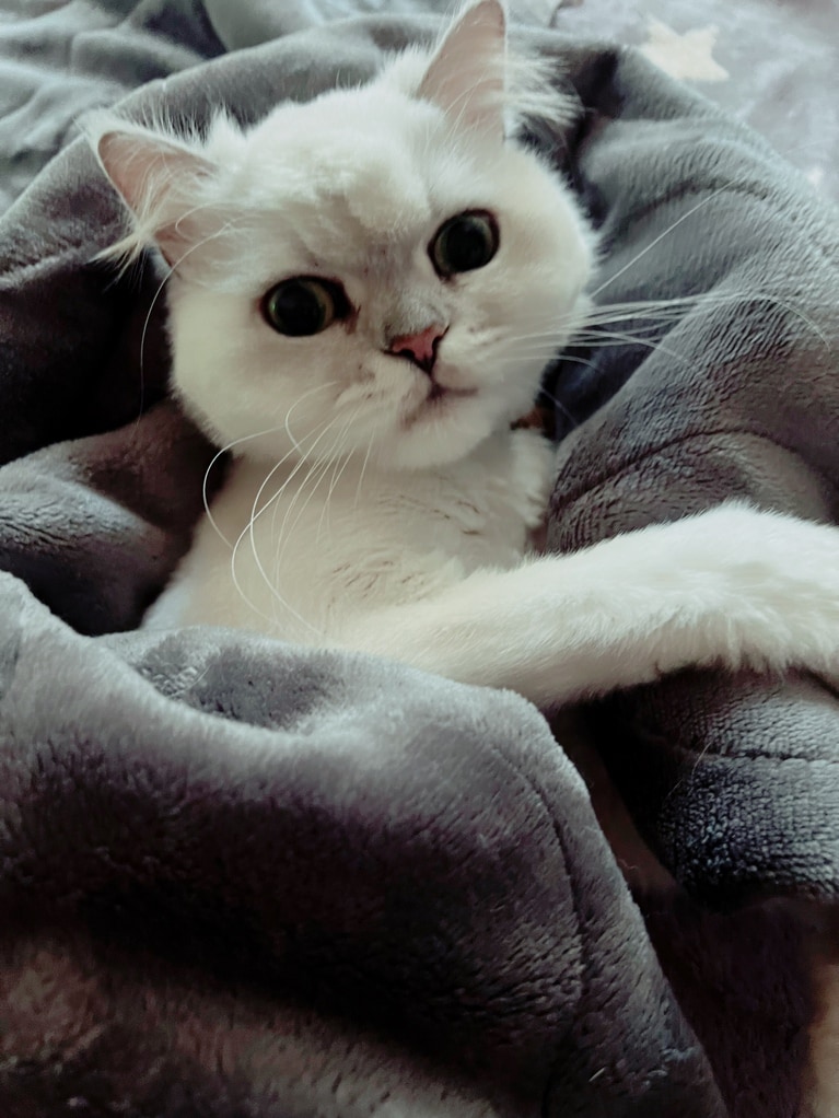 ちゅら ♀ 12歳。寝起きショットです。寒くなってからはなかなか起きてくれません。起き抜けにこんな顔されたら、遅刻か欠勤しか私に選択肢はありません！（ゆみさん）