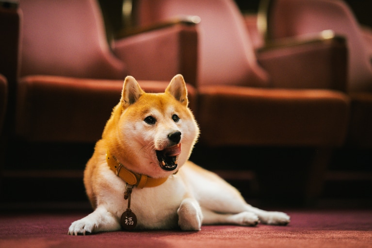 主人公・相楽の愛犬・福助を演じた「のこ」。