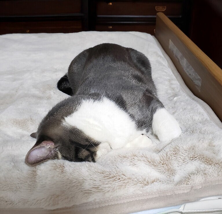 エビマヨ ♂ 1歳。無邪気で元気いっぱいのエビマヨ。この日は遊び疲れて、ごめん寝？みたいな寝相で寝ていました。息苦しそうだけど大丈夫？思わず撮影してしまいました（エビチリさん）