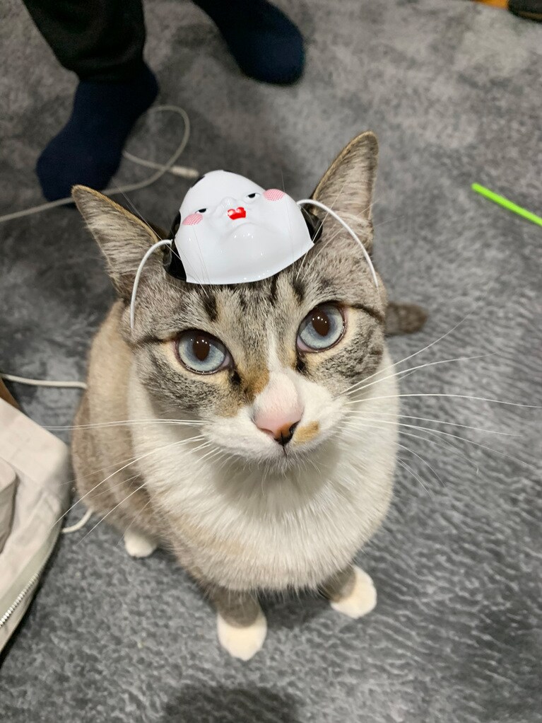 サム ♂ 2歳。今年のお正月、ちょっとかぶせてみました。