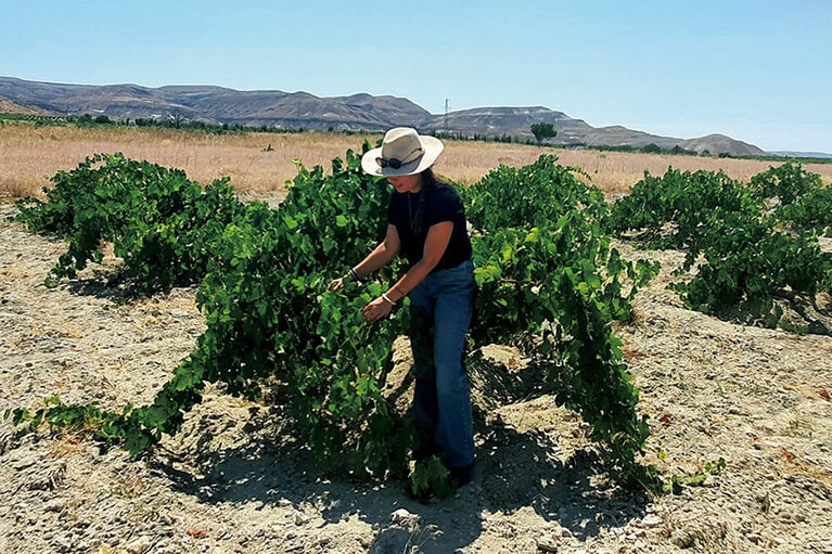 ワインには祖父母の畑で育てる自家栽培ブドウのみを使用。