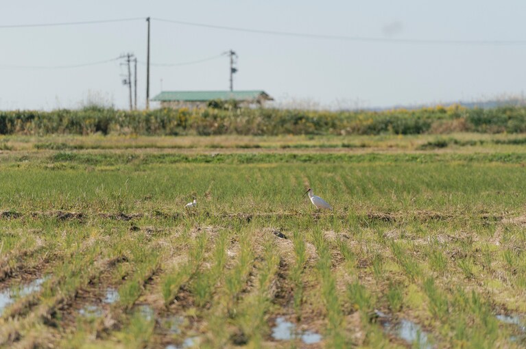 美しいトキの姿と、郷愁誘う田園風景。
