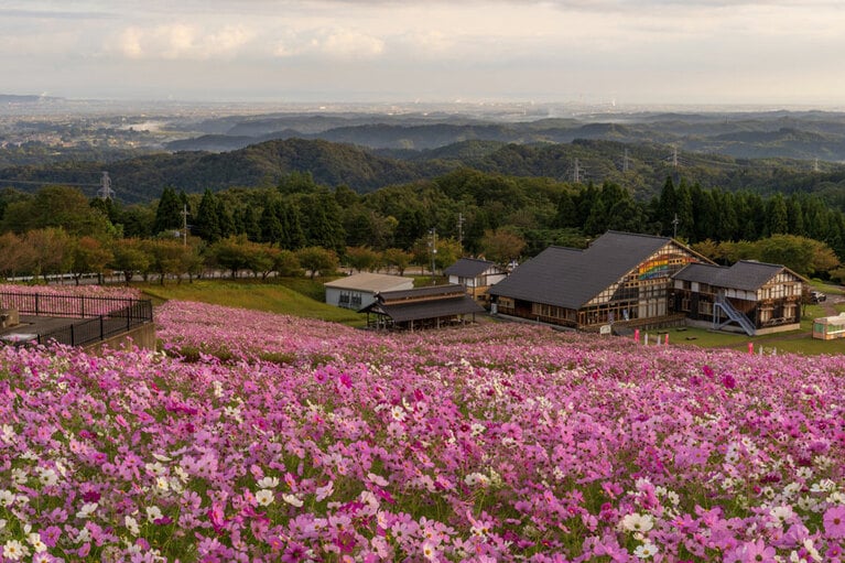 【富山県】となみ夢の平スキー場のコスモス。