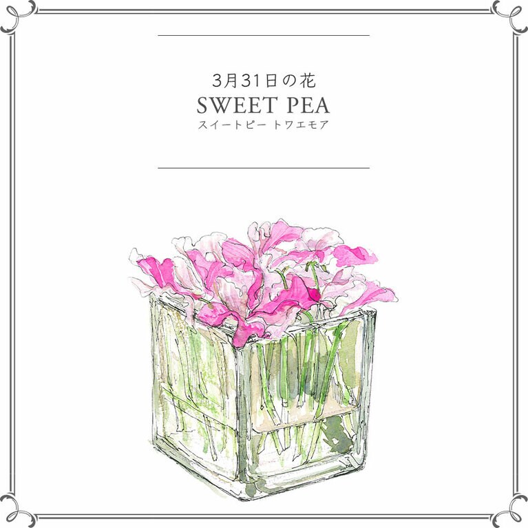 3月31日の花「スイートピー トワエモア」