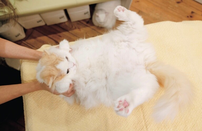 写真は『春夏秋冬猫ほぐし』より。