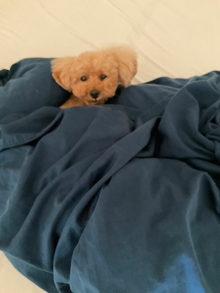 うちの子ベストショット③「買った覚えのないぬいぐるみ。」