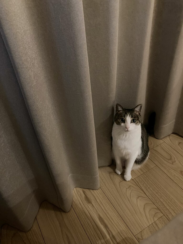 めいちゃん ♀ 3歳。「赤ちゃんを6匹産んだお母さん猫を保護したというジモティの掲示板を見て子猫を迎えに行きました。女の子なのに、おてんばで、走り回って畳みの上ででんぐり返りをしたり、84歳の母とボクシングをしたりします。でも臆病で、いつも家の中をニャルソック（アルソック）してます。食いしん坊なめいちゃんは、ご飯が欲しいときは、私をじーっと見つめて、ふぅ～んと口の中で鳴いてアピールします。呼ばれたので振り返ったら、つぶらな瞳で見ていました。家に来るお客様や配達の方たちにも8等身美人猫と言われる程、とってもかわいいめいちゃんです」（飼い主さんより）。