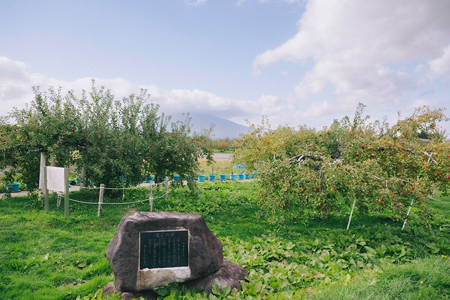 弘前出身の小説家・石坂洋次郎の石碑や、りんごの「ふじ」「金星」の準原木もある。遠くに見えるのは津軽地方を代表する岩木山。