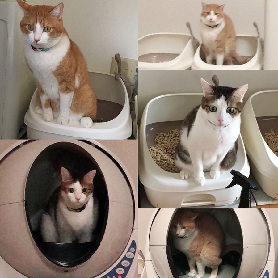 【銀シャリ・鰻さん】うちの子ベストショット③「表情が好きで集めてるトイレ写真」