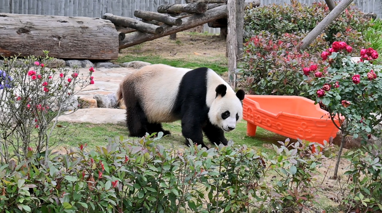 オーストラリアでの約15年間の生活を終えて、北川パンダ動植物園で暮らすオスの網網（ワンワン）。網網の母の毛毛（マオマオ）は野性下で生まれ、北川で保護された後、四川大地震で圧死した。（筆者撮影）