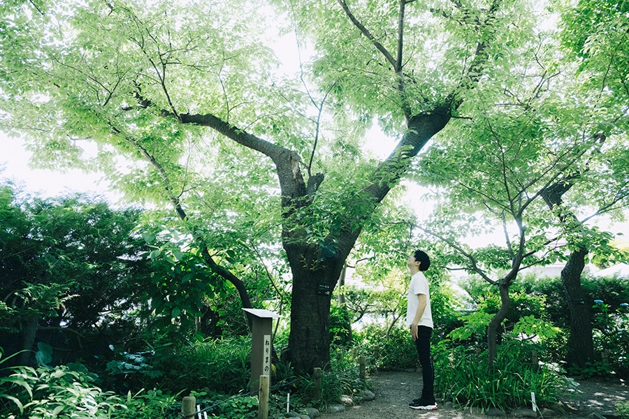 「牧野博士が名づけたといわれるセンダイヤザクラは、『ねりまの名木』に登録されています。開花は3月下旬頃からですが、緑の葉も清々しいですよ」と大木を見上げる佐藤さん。