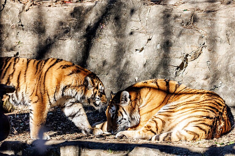 イチに近づいて甘えるフタバ。