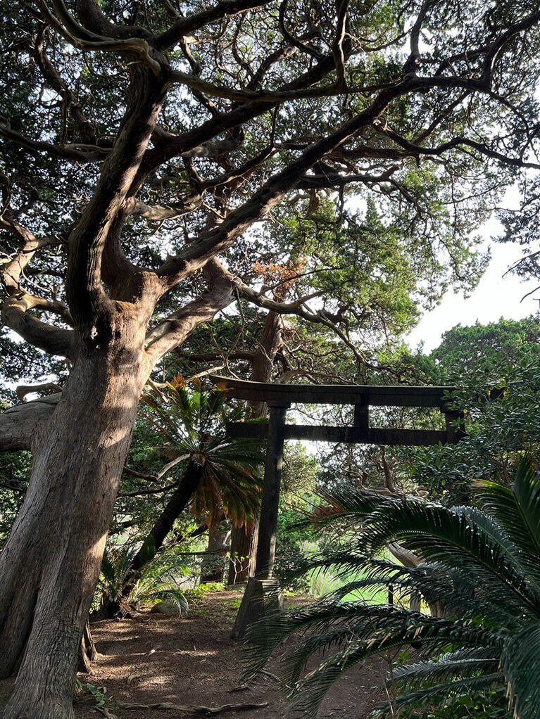 南国の植物に彩られた白鳥神社。