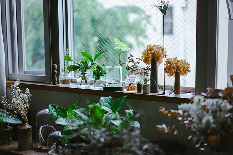 伸びたツルや葉を水に挿して窓辺に。水耕栽培は小さなスペースでも様々なグリーンが楽しめる。