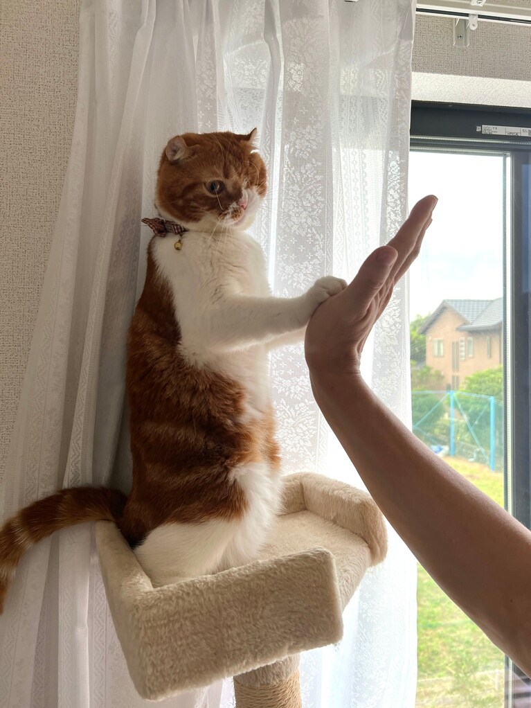 マサムネ ♂ 4歳。ハイタッチ（purnamaさん）