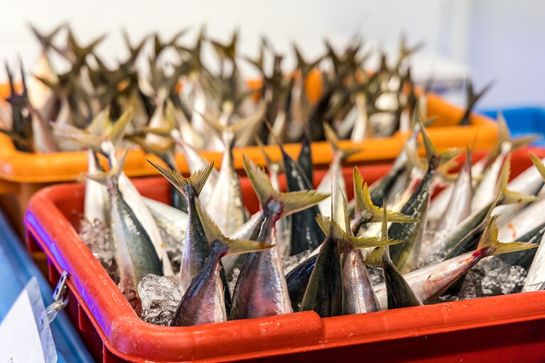 新鮮な魚介を使った料理はごはんが進む！