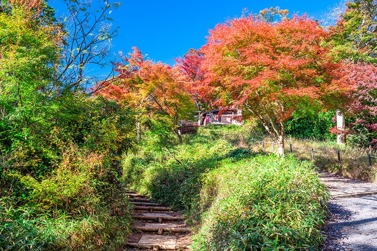 高尾山のもみじ台の紅葉。