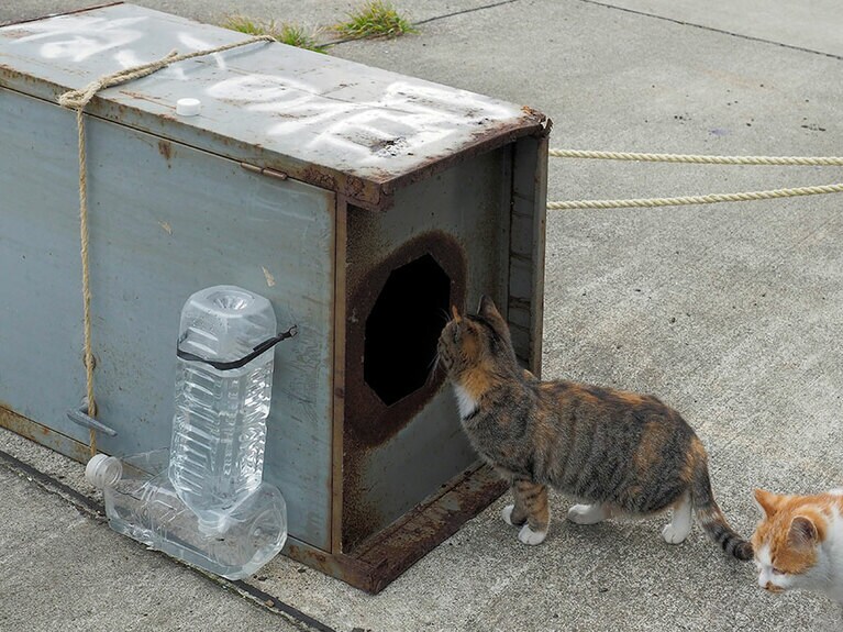 「今日から3連泊2匹で予約した三毛トラなのニャ～～♪」