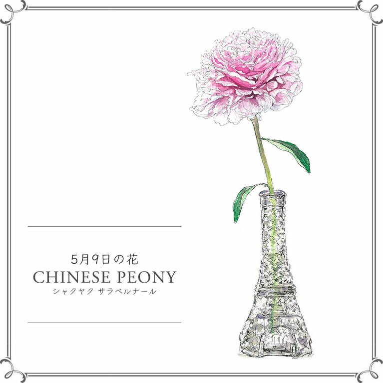 5月9日の花「シャクヤク サラベルナール」