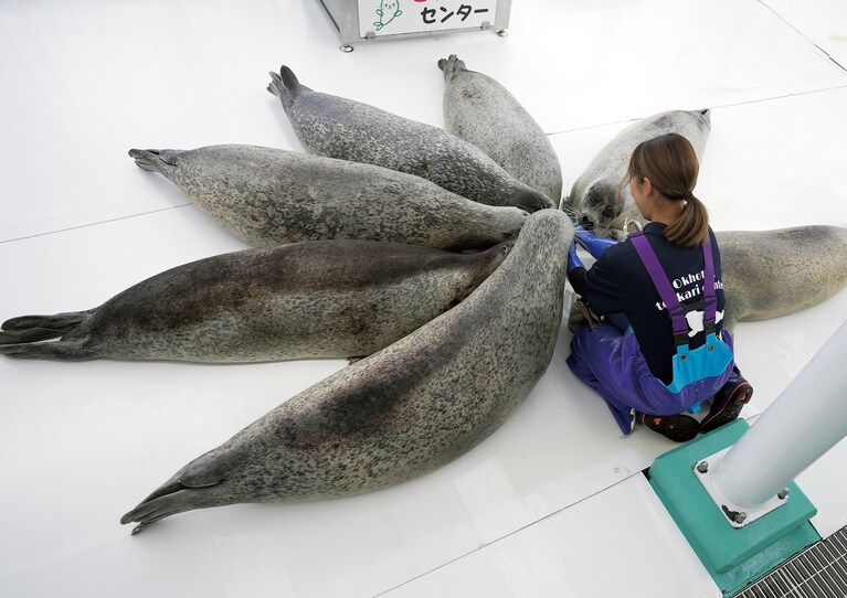 日本のアザラシ保護施設「オホーツクとっかりセンター」のアザラシたち。