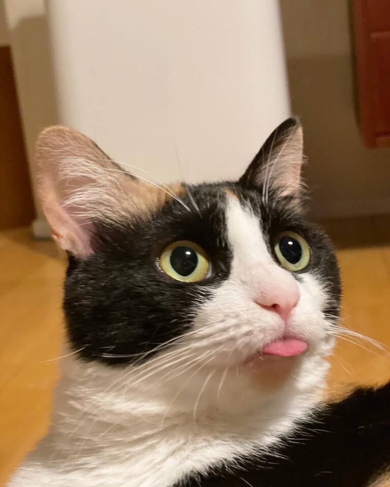 さくら ♀ 2歳。べろしまい忘れちゃった、と、お水飲む時必ず外にはねさせて周りをびちゃびひゃにしちゃう飲み方にくせのあるさくらです（88さん）