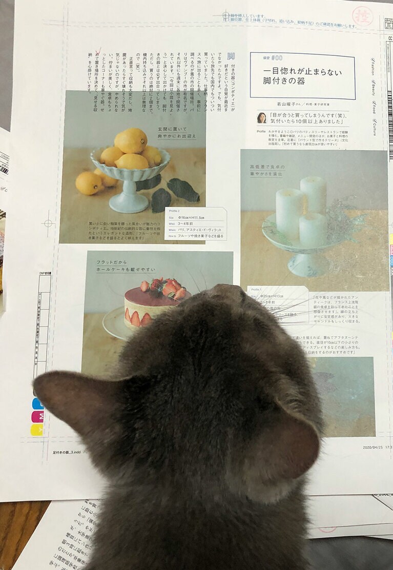 猫の愚～ちゃんが気になる記事は？