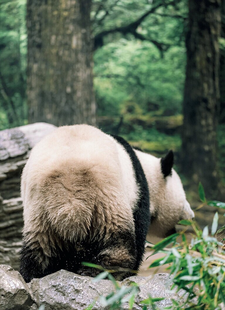 【蕾蕾（レイレイ）メス／3歳】