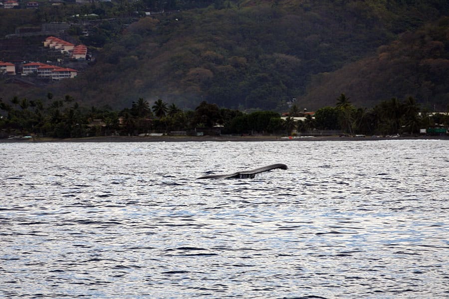 クジラが湾に入ろうとしている時は、水中に入るのはNGなど、いくつかのルールがあります。